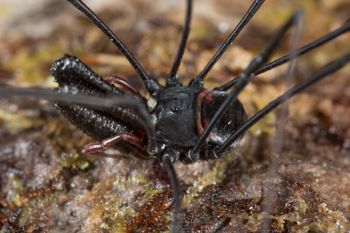 Media type: image;   Invertebrate Zoology 133437
